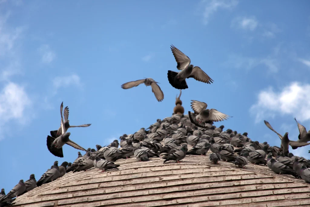 depigeonnage en auvergne rhone alpes - api anti-nuisibles (2)