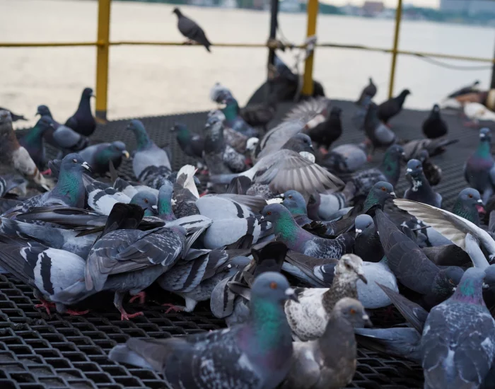depigeonnage en auvergne rhone alpes - api anti-nuisibles