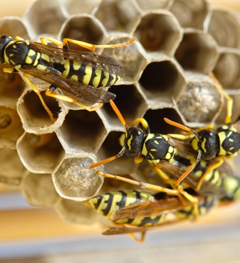 Several wasps building a nest to lay their eggs.